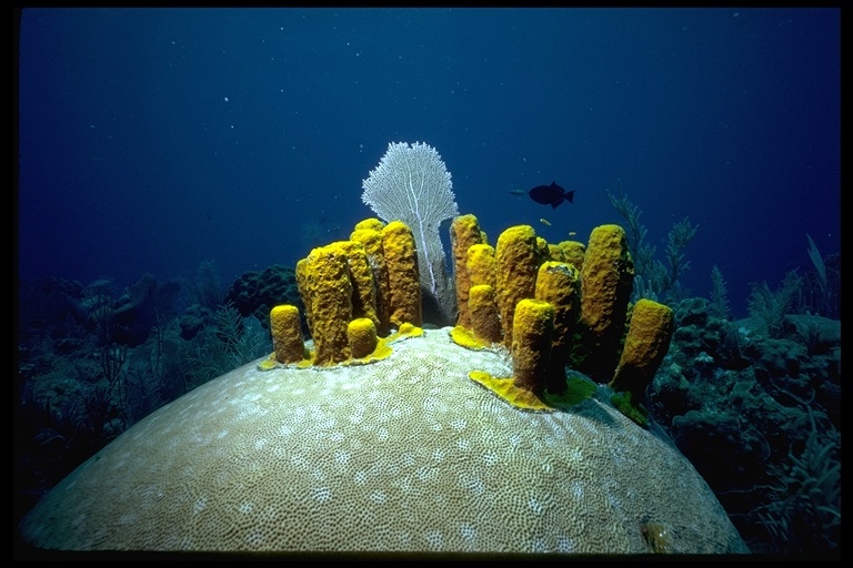 Image of Yellow tube sponge