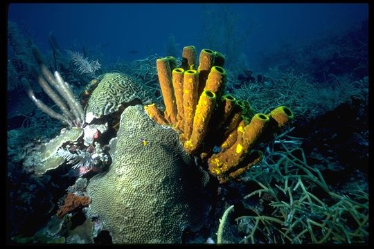 Image of Yellow tube sponge