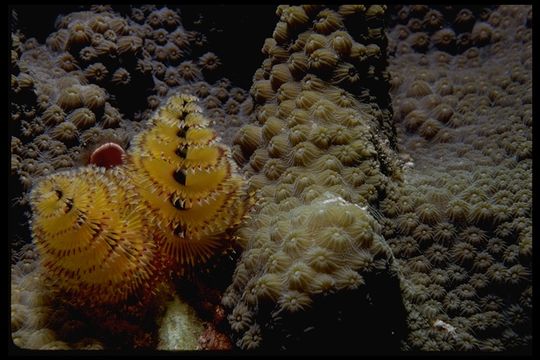 Image of Christmas tree worm