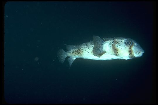 Image of Few-spined Porcupinefish