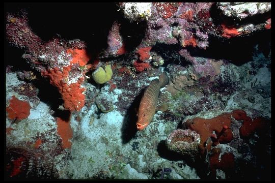 Image of Tiger Grouper