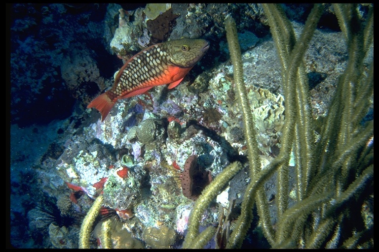 Image of Dark Green Parrotfish