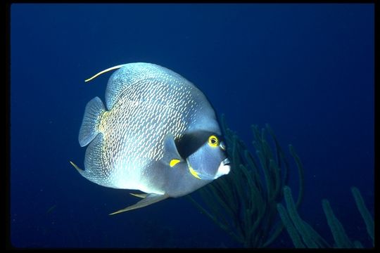 Image of Angelfish