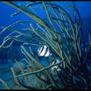 Image of Banded Butterflyfish