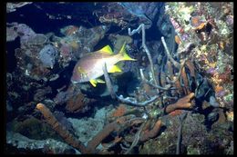 Image of Dogtooth Snapper