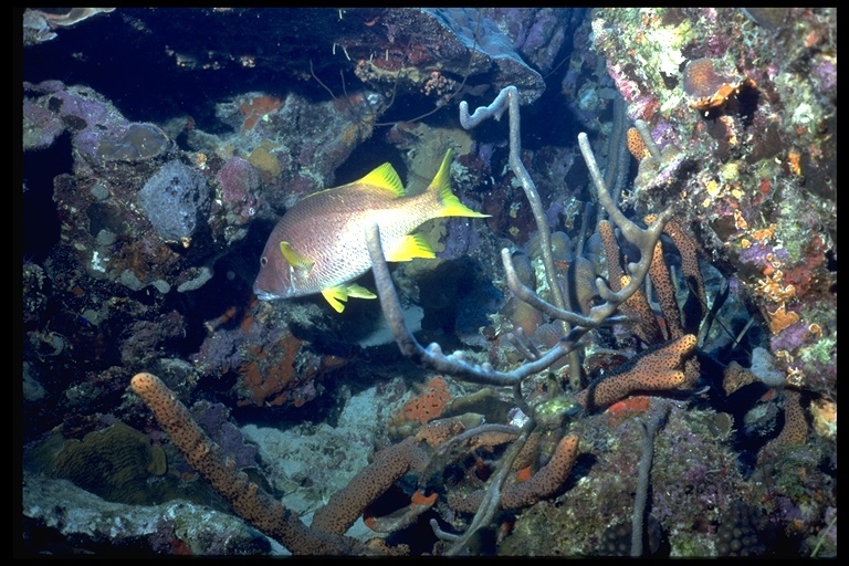 Image of Dogtooth Snapper