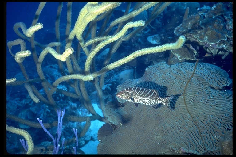 Image of Tiger Grouper