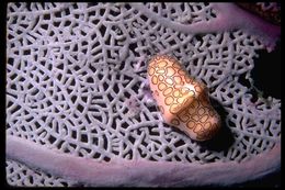 Image of Flamingo tongue snail