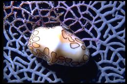 Image of Flamingo tongue snail