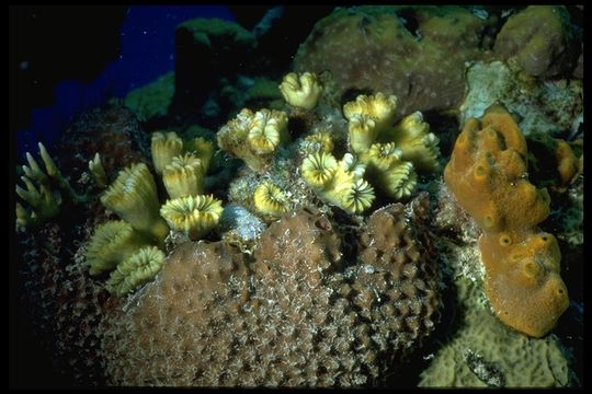 Image of Smooth Flower Coral