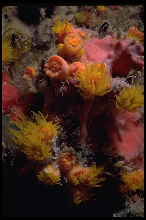 Image of Orange Cup Coral