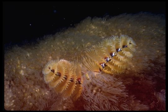 Image of Christmas tree worm