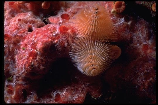 Image of Christmas tree worm