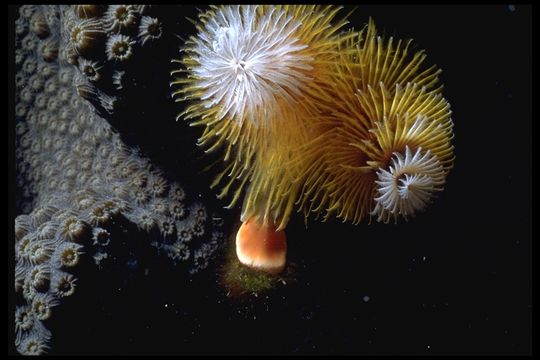 Image of Christmas tree worm