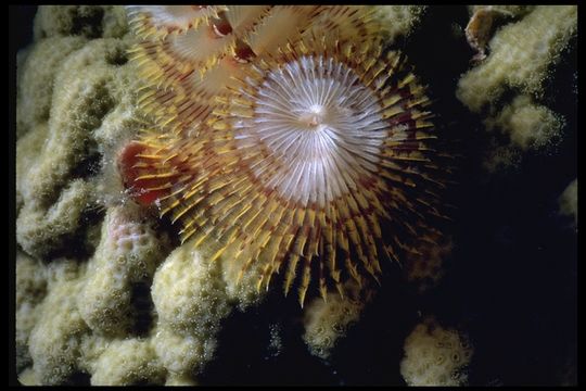 Image of Christmas tree worm