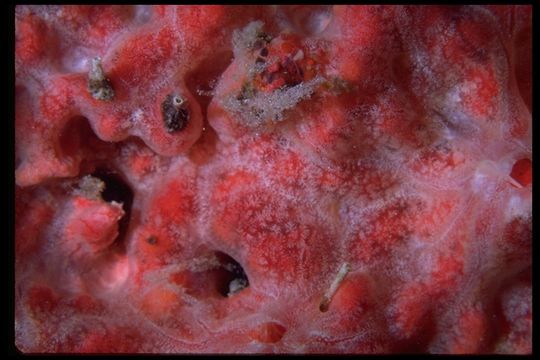 Image of red-white marbled sponge