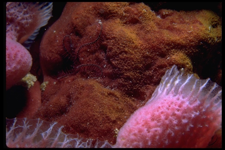 Image of do-not-touch-me sponge