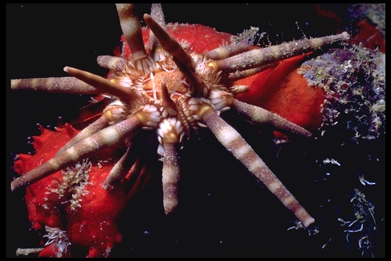 Image of slate pencil urchin