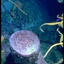 Image of Caribbean barrel sponge