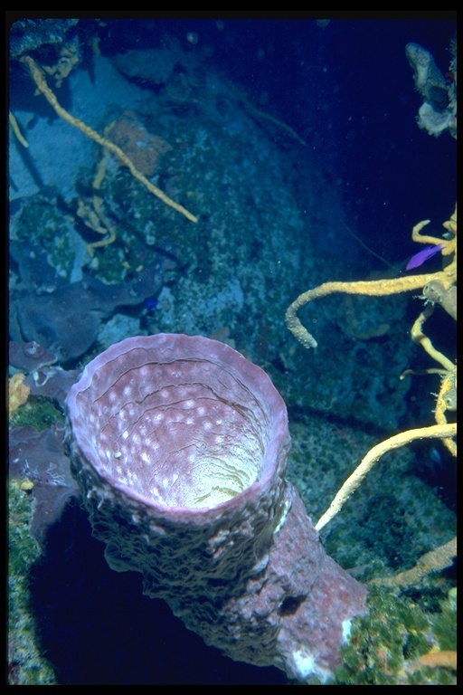 Image of Caribbean barrel sponge
