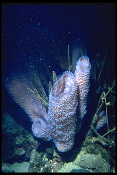 Image of Azure Vase Sponge