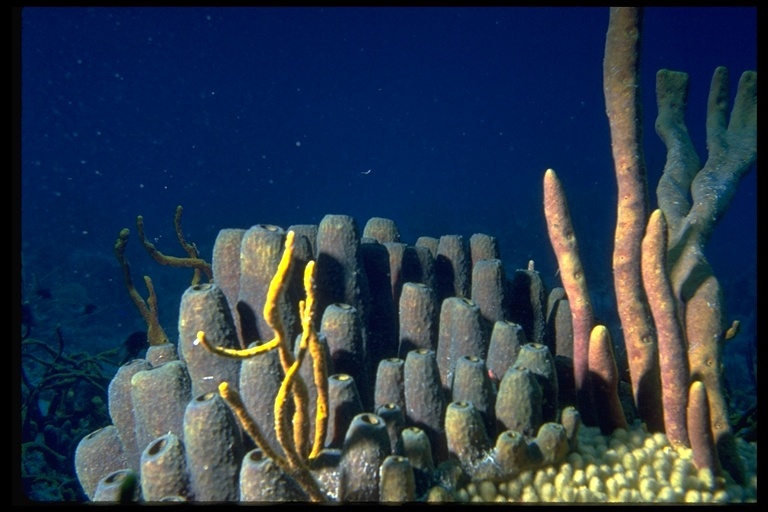 Image of Branching tube sponge