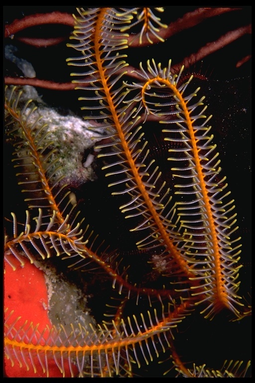 Image of sea lilies and feather stars