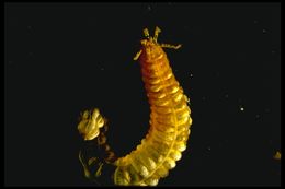 Image of Synaptidae Burmeister 1837