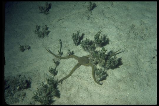 Image of brittle stars and basket stars
