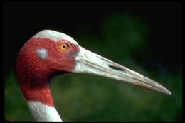 Image of Sarus crane
