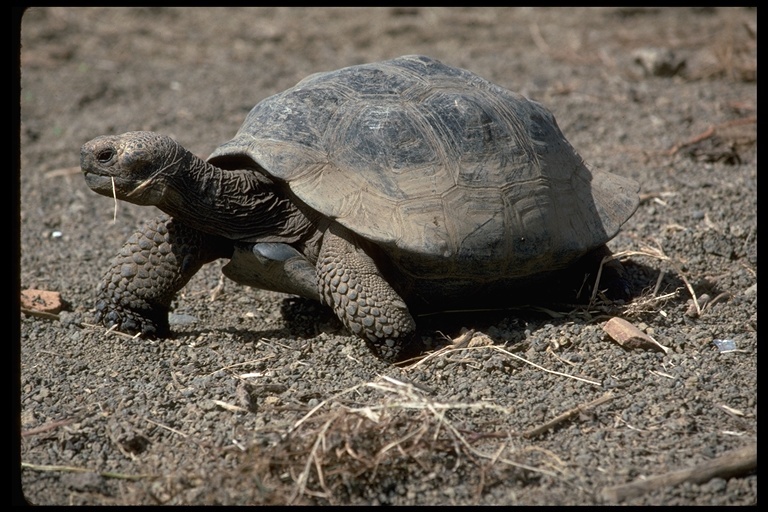 Image of Galapagos giant tortoise