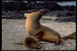 Image of Galapagos Sea Lion