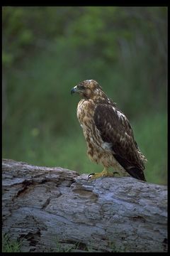 Image of Galapagos Hawk