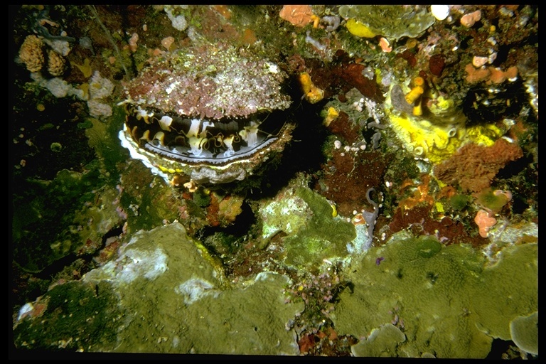 Image of Thorny oyster