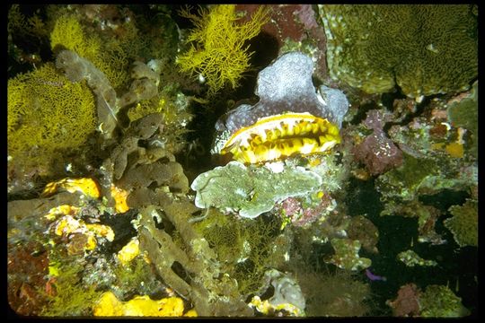 Image of American thorny oyster