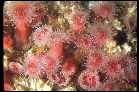 Image of Strawberry anemones