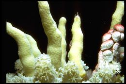 Image of demosponges