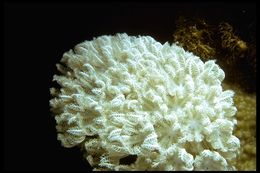 Image of sea lilies and feather stars