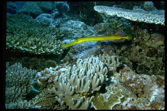 Image of Chinese Trumpetfish