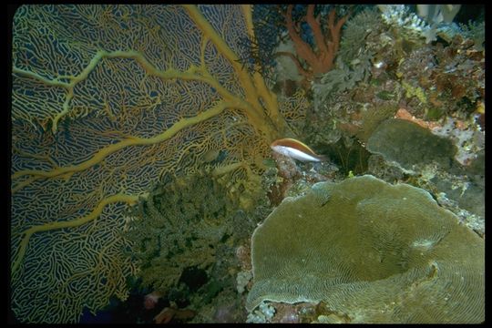 Image of Belted wrasse