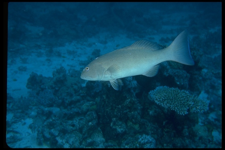 Image of Barcheek coral trout