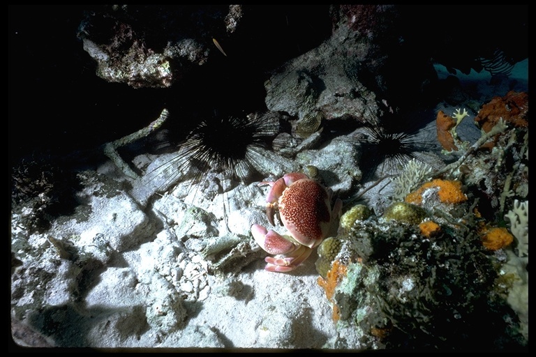 Image of batwing coral crab