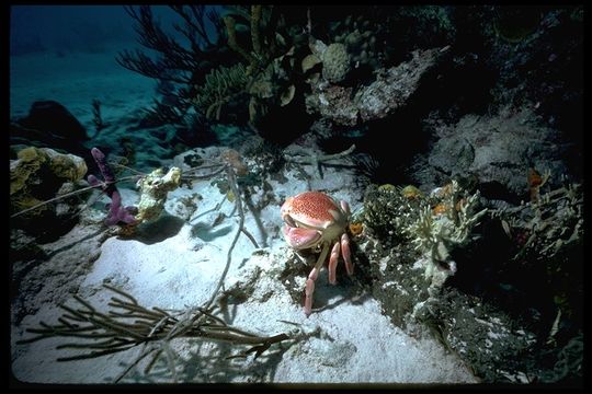 Image of batwing coral crab