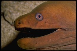 Image of Common Morays