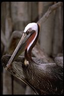 Image of Brown Pelican