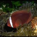 Image of Blackback anemonefish