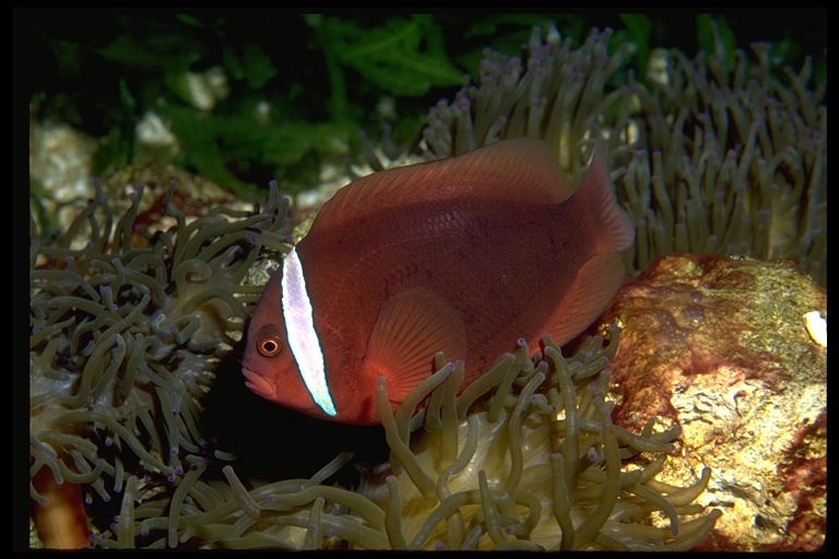 Image of Blackback anemonefish