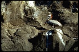 Image of Pelecanus occidentalis urinator Wetmore 1945