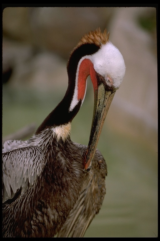 Image of Brown Pelican