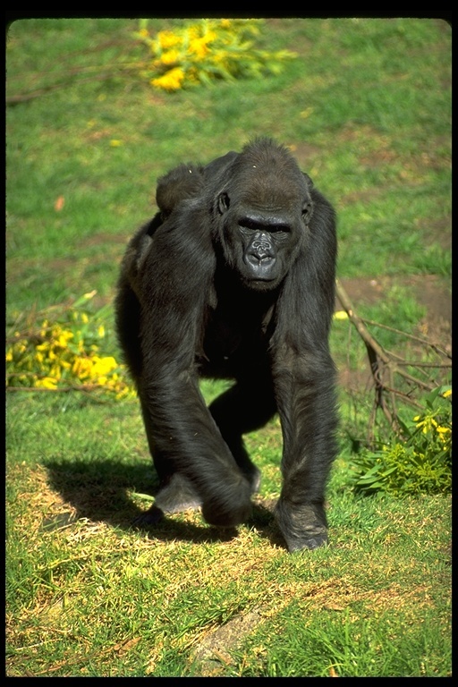 Image of Western Lowland Gorilla